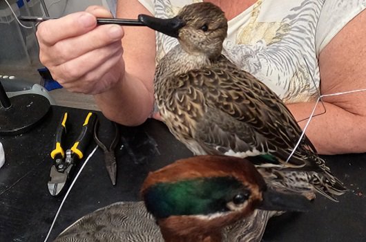 The photograph shows a pair of ducks which have been conserved to be displayed and used for educational purposes